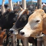 JKDFA urges Govt to reconsider proposed cattle bye-laws