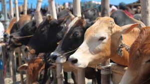 JKDFA urges Govt to reconsider proposed cattle bye-laws