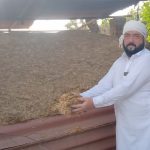 Punjab farmers worried as wheat straw prices dip amid lack of demand