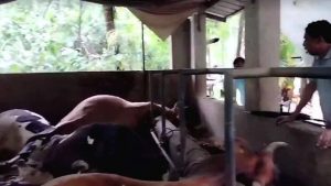 Shocking Tragedy Five Dairy Cows Electrocuted in Kerala Farm Incident