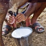 Trade Tangle Dairy & Agri Block India-US Deal