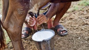 Trade Tangle Dairy & Agri Block India-US Deal