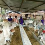 UP govt to lease out defunct dairies, cattle feed centre to NDDB