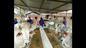 UP govt to lease out defunct dairies, cattle feed centre to NDDB