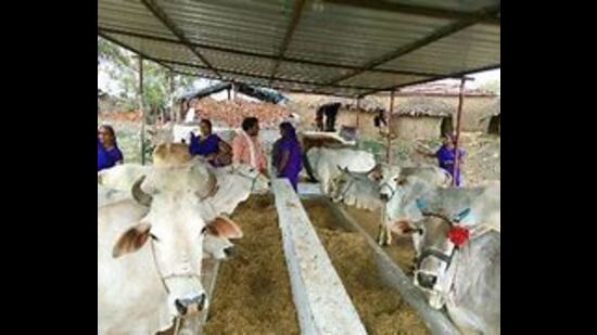 UP govt to lease out defunct dairies, cattle feed centre to NDDB