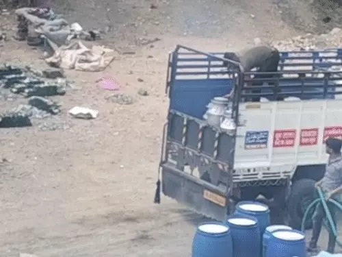 Adulterated Milk Racket Exposed in Rajasthan Dairies! 5 Adulterated Milk Racket Exposed in Rajasthan Dairies2