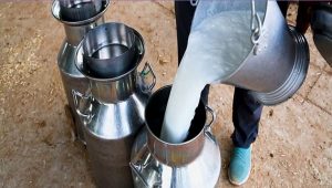 Bihar Boosts Dairy 316 Cr for 5 New Plants