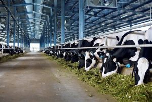 China Shakes Up Dairy Imports Fresh Milk Only by September