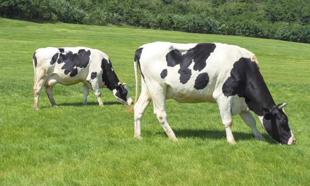 China Unleashes Genetic Chips Revolutionizing Dairy Breeding