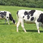 China Unleashes Genetic Chips Revolutionizing Dairy Breeding