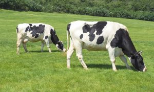 China Unleashes Genetic Chips Revolutionizing Dairy Breeding