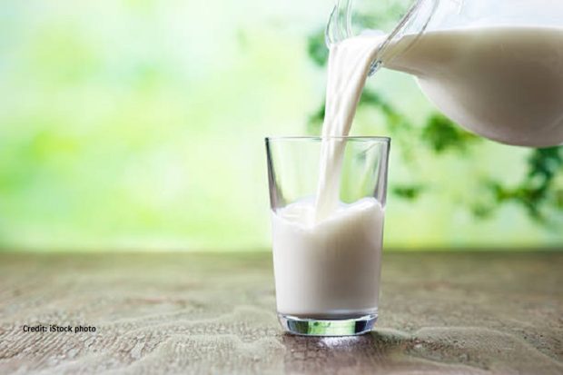 Dairy Marvel Mandya Cow Milks Without Calving