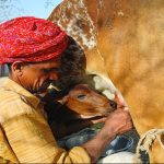 From Desert to Dairy Giant Rajasthan's Milk Production Soars