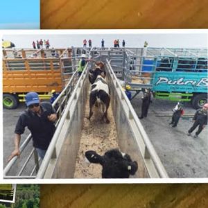 Greenfields Indonesia imports 1,100 head of dairy cattle from Australia