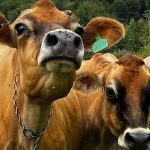 India Holds Firm Dairy a 'Red Line' in US Trade Talks