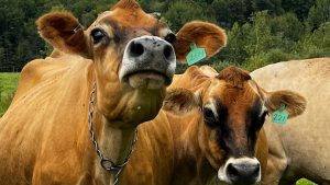 India Holds Firm Dairy a 'Red Line' in US Trade Talks