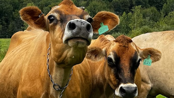 India Holds Firm Dairy a 'Red Line' in US Trade Talks