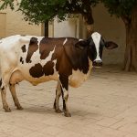 India's Dairy Boost Frieswal Cattle Set to Revolutionize Milk Yields