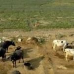 India's Dairy Crisis Heat Stress Threatens $150 Billion Industry