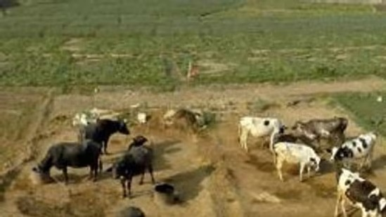 India's Dairy Crisis Heat Stress Threatens $150 Billion Industry