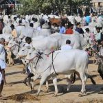 India's Dairy Future Prioritize Indigenous Cattle