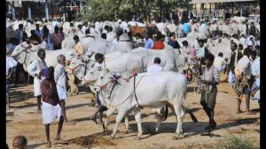 India's Dairy Future Prioritize Indigenous Cattle