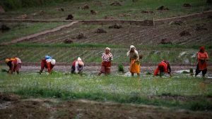 India's Food Security at Risk Tariffs on US Farm Goods Spark Debate