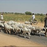 India's Livestock Future Beyond Big Hooves, Small Hooves & Beaks Shine