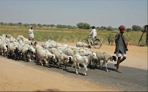 India's Livestock Future Beyond Big Hooves, Small Hooves & Beaks Shine