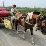 India's Trade Tightrope US Deal Faces Dairy & Farm Red Lines