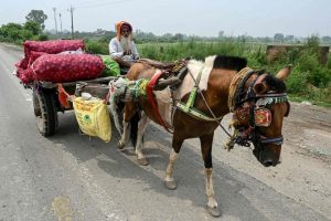 India's Trade Tightrope US Deal Faces Dairy & Farm Red Lines