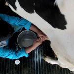 Indonesia's Bold Dairy Play: 1 Million Cows by 2029