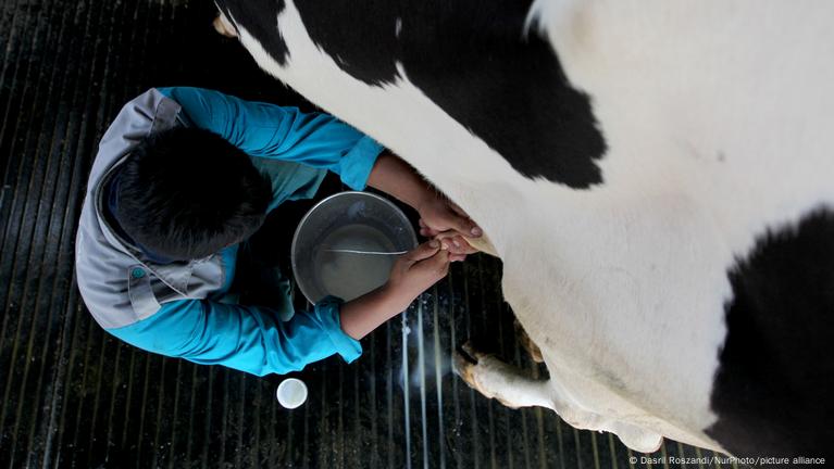 Indonesia's Bold Dairy Play: 1 Million Cows by 2029