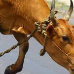 Kerala Cattle Collapse Farmers Hit by Milk Price Crisis