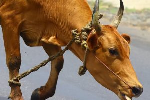 Kerala Cattle Collapse Farmers Hit by Milk Price Crisis