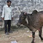Lumpy Skin Disease Returns But Low Milk Prices are Pune Farmers Real Crisis