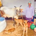 Miracle Birth in India Cow Delivers Three Healthy Calves