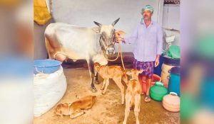 Miracle Birth in India Cow Delivers Three Healthy Calves