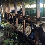 Mizoram's Big Plea Boost Dairy, Livestock & Fisheries for Growth