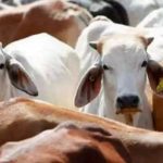 Non-Veg Milk Blocks Billions India-US Dairy Standoff