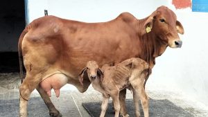SC Rejects Plea for Indigenous Milk at Tirupati Temple