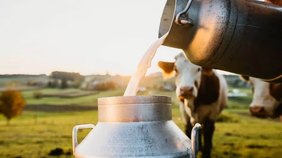 Sikkim Milk Prices Surge What It Means for Consumers
