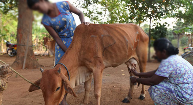 Sri Lanka's Milk Ambition Tripling Procurement by 2029