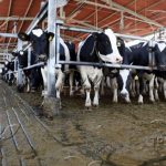 Stem Cells Boost Cow Health & Milk Quality
