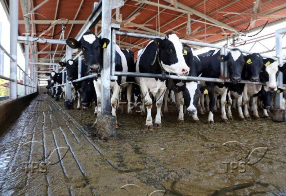 Stem Cells Boost Cow Health & Milk Quality