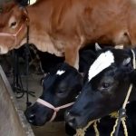 FMD Outbreak Shakes Ludhiana Dairy Complex