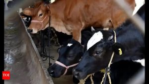 FMD Outbreak Shakes Ludhiana Dairy Complex