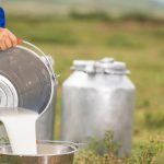India's Milk Production Soars to 239M Tonnes