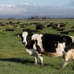 New Superbug Threatens Dairy & Human Health
