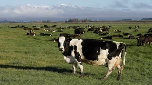 New Superbug Threatens Dairy & Human Health